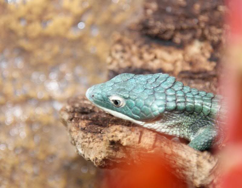 Abronia2.jpg