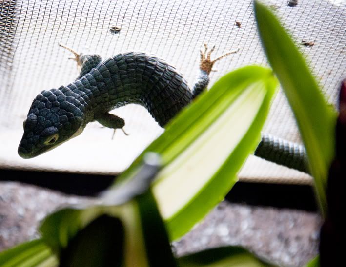 Abronia3-1.jpg