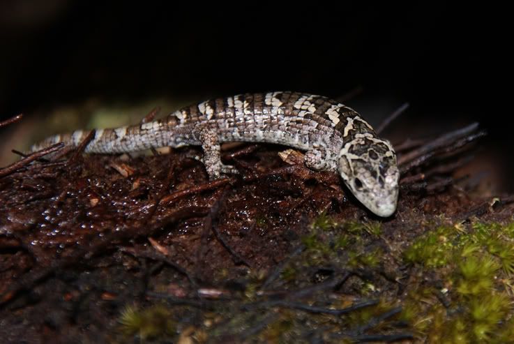 Abronia3-2.jpg