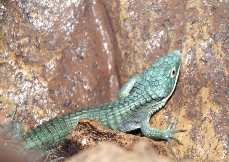 Abronia3.jpg