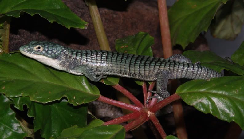 Abronia5-2.jpg