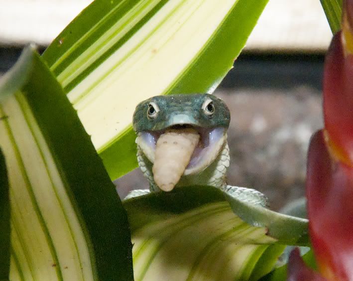 Abronia5.jpg