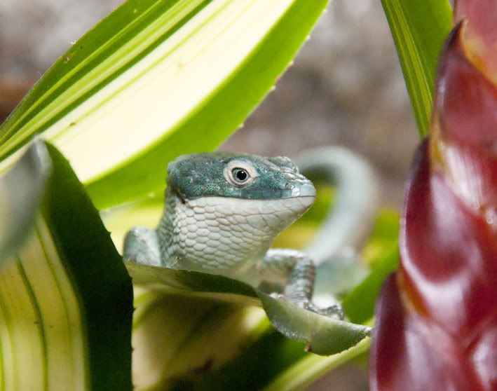 Abronia6.jpg