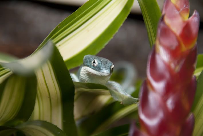Abronia7.jpg