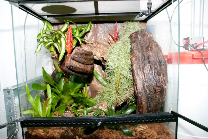 Abronia_terra.jpg