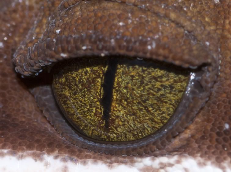 Dorsalis_female_eye.jpg