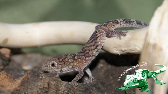 Eurydactylodes_agricolae_nakweek.jpg