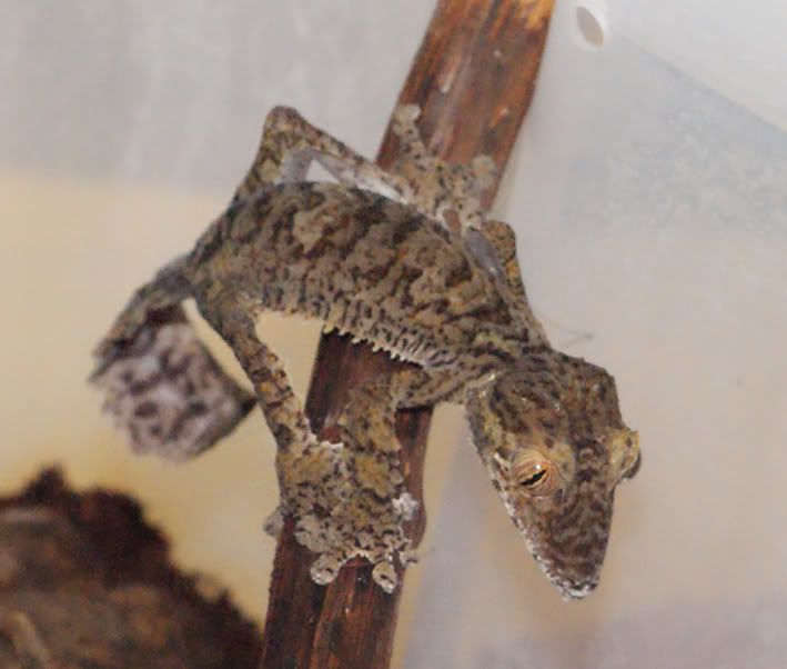 U-fimbriatus.jpg