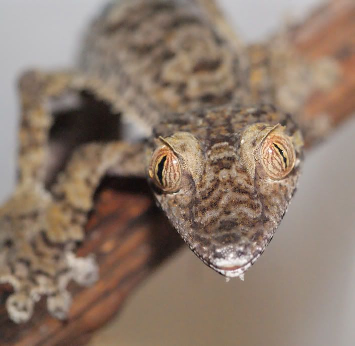 U-fimbriatus1.jpg
