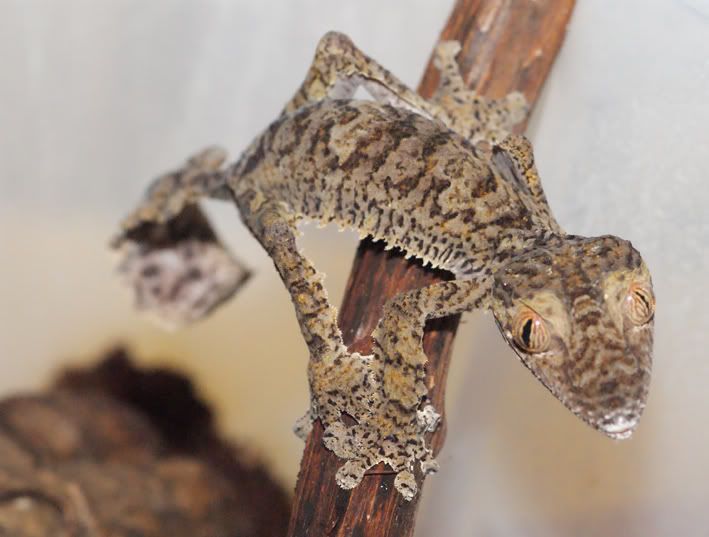 U-fimbriatus2.jpg