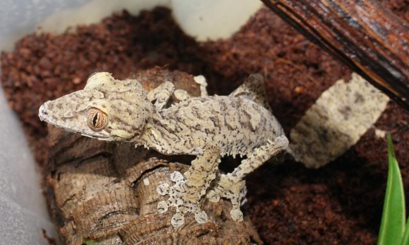 U_fimbriatus1-1.jpg