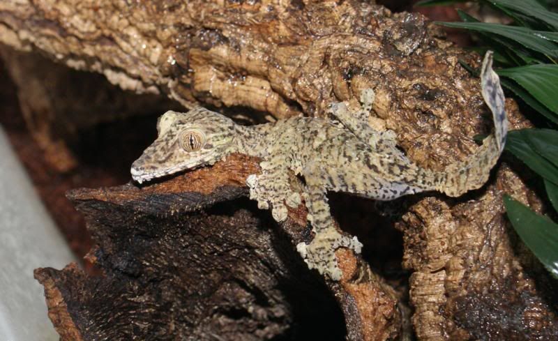 U_fimbriatus4.jpg