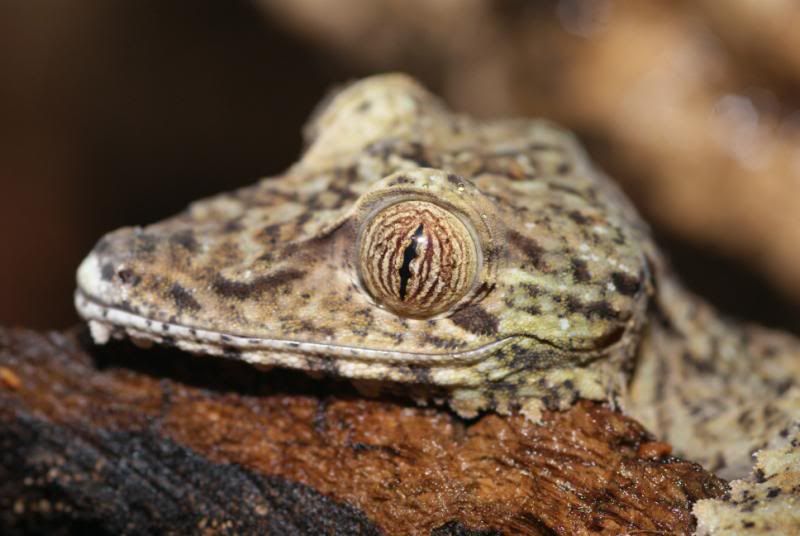 U_fimbriatus5.jpg