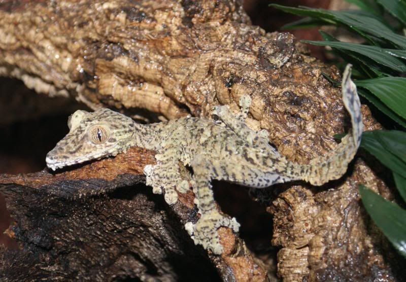 U_fimbriatus7.jpg