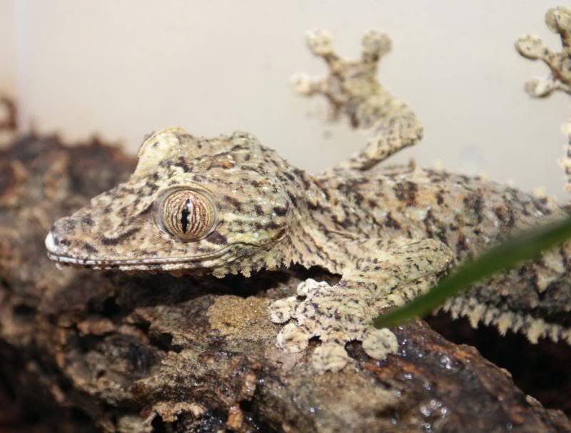 U_fimbriatus8.jpg