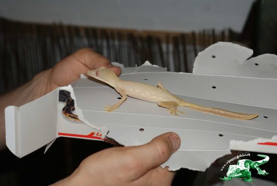 Uroplatus_female1.jpg