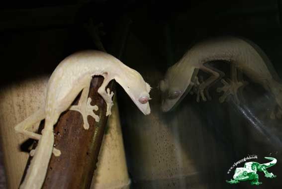 Uroplatus_female2.jpg