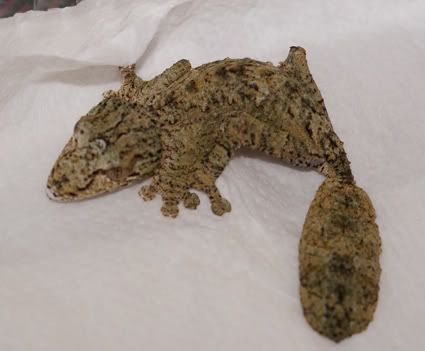 Uroplatus_fimbriatus1.jpg