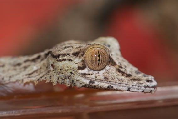 Uroplatus_fimbriatus2.jpg