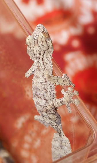 Uroplatus_fimbriatus3.jpg