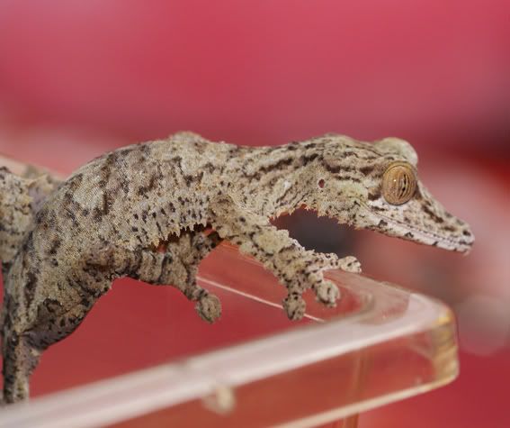 Uroplatus_fimbriatus5.jpg