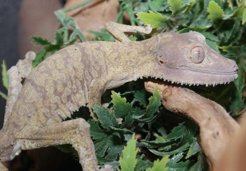 Uroplatus_henkeli-2.jpg