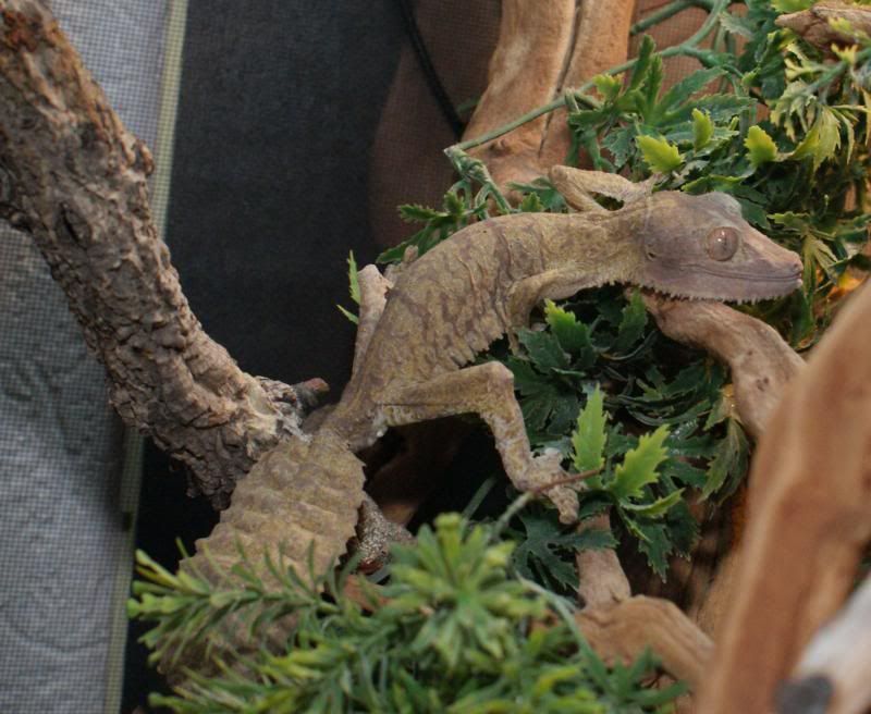 Uroplatus_henkeli_2.jpg