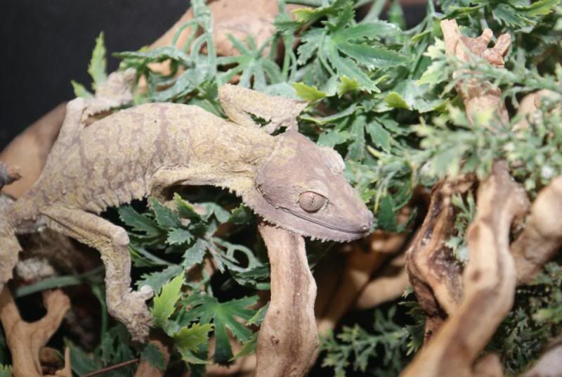 Uroplatus_henkeli_3.jpg