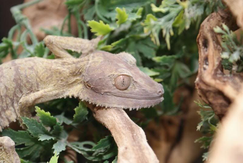 Uroplatus_henkeli_4.jpg