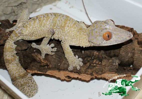 Uroplatus_henkeli_female1.jpg