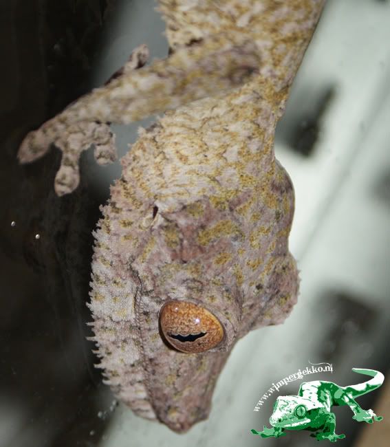 Uroplatus_henkeli_female3.jpg