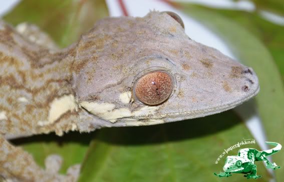 Uroplatus_henkeli_male.jpg