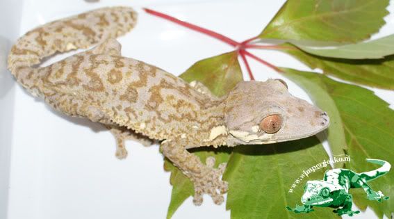 Uroplatus_henkeli_male1.jpg