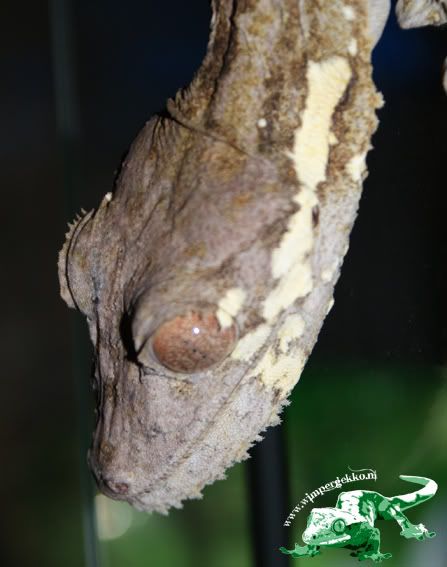 Uroplatus_henkeli_male2.jpg