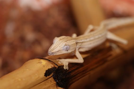 Uroplatus_lineatus1-1.jpg