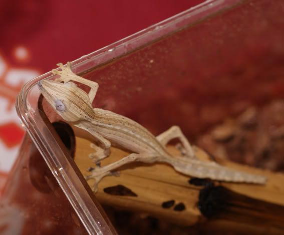 Uroplatus_lineatus2.jpg