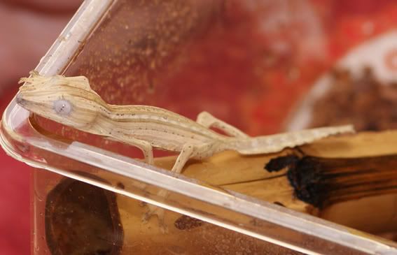 Uroplatus_lineatus3.jpg
