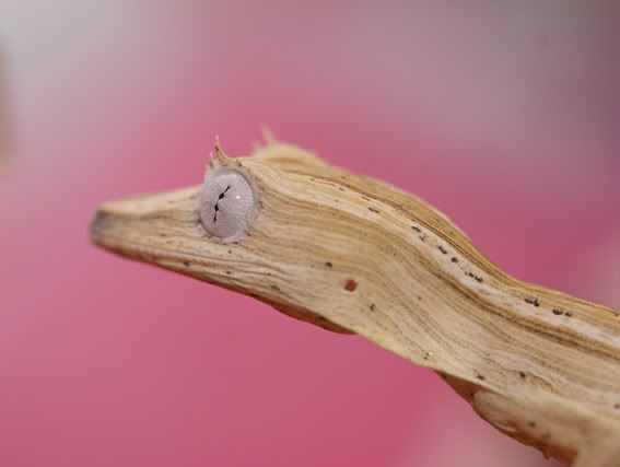 Uroplatus_lineatus4.jpg