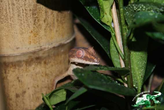 Uroplatus_male.jpg