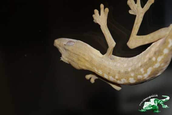 Uroplatus_male1.jpg