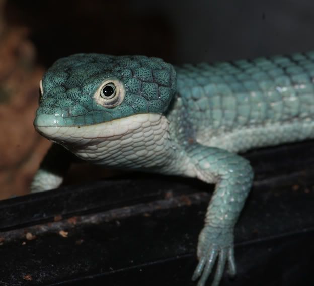 abronia3-3.jpg
