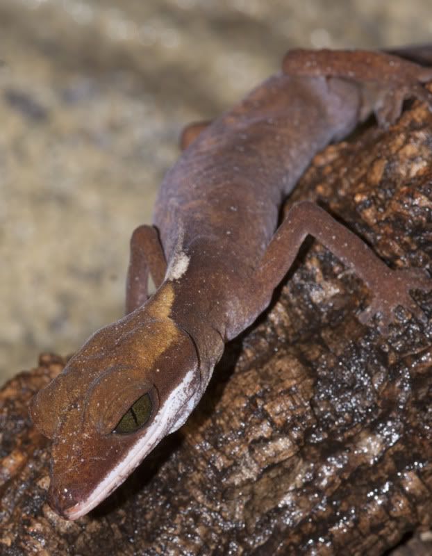 dorsalis-female22.jpg
