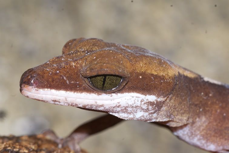 dorsalis__female2.jpg