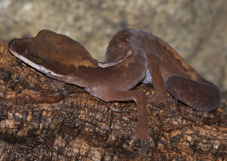 dorsalis_female1.jpg