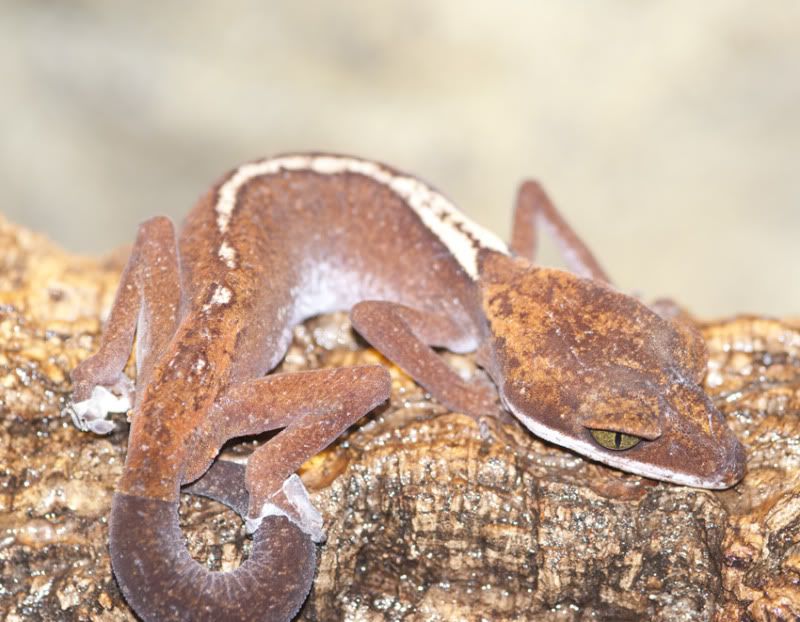 dorsalis_male1.jpg