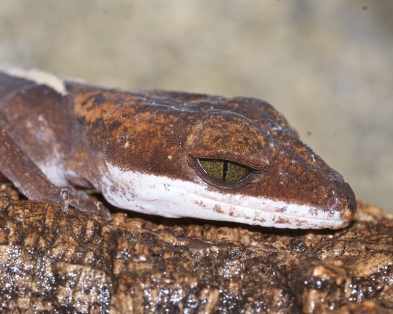 dorsalis_male2.jpg