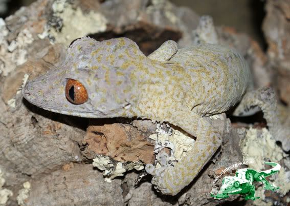 uroplatus_henkeli_female.jpg