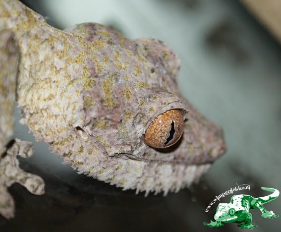 uroplatus_henkeli_female2.jpg