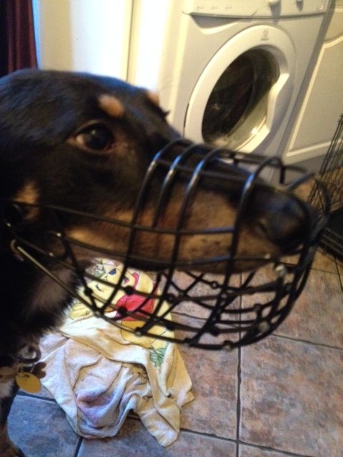 lurcher link muzzle shop