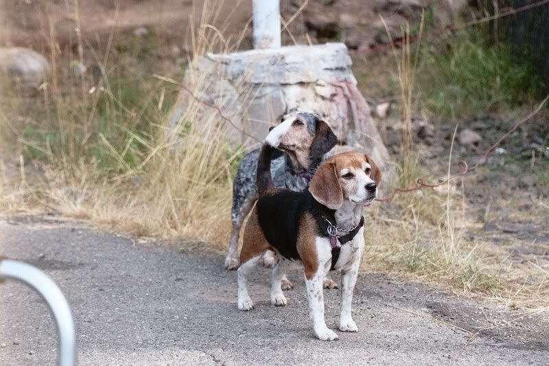 IMAGE: http://i90.photobucket.com/albums/k259/miss-pix/Nature/Animals/006_19A.jpg